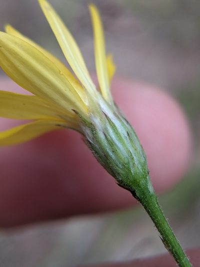 Bradburia hirtella, photographed by Eric Knight