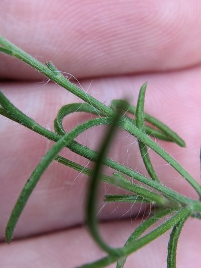 Bradburia hirtella, photographed by Eric Knight