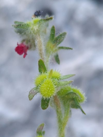Cynoglossum pustulatum, photographed by Yves Bas