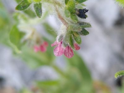Cynoglossum pustulatum, photographed by Yves Bas