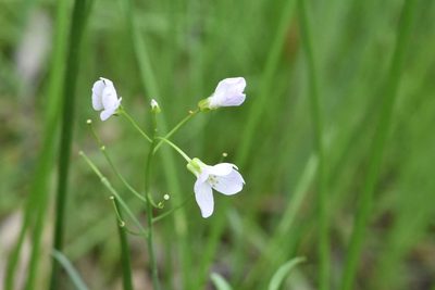 Cardamine dentata, photographed by Марина Садыкова