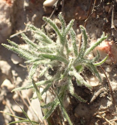 Eriospermum dregei, photographed by Nicola van Berkel