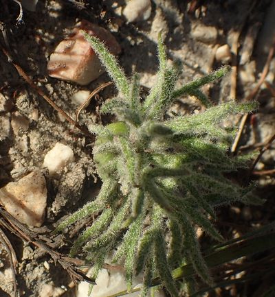 Eriospermum dregei, photographed by Nicola van Berkel