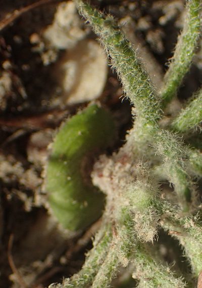 Eriospermum dregei, photographed by Nicola van Berkel