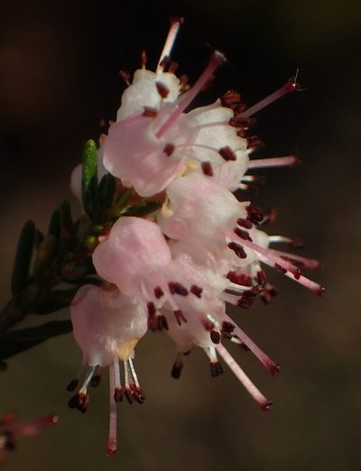 Erica oresbia, photographed by Nicola van Berkel