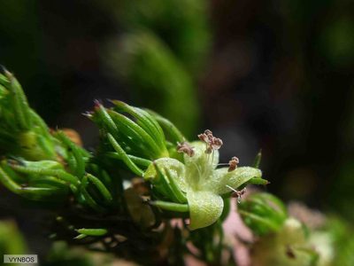 Cliffortia subsetacea, photographed by Chris Vynbos
