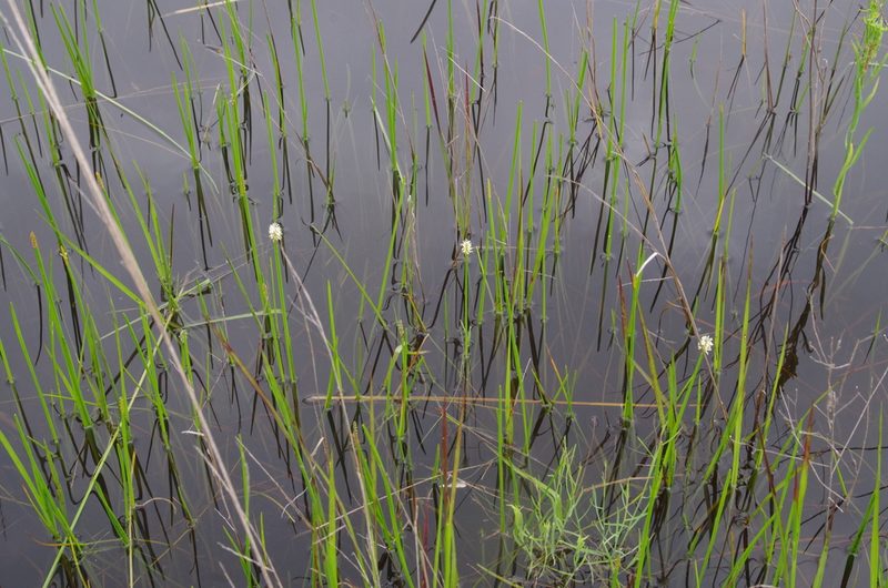 Eleocharis quadrangulata, photographed by Eric Knight