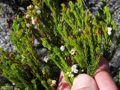 Erica turbiniflora, photographed by Chris Vynbos