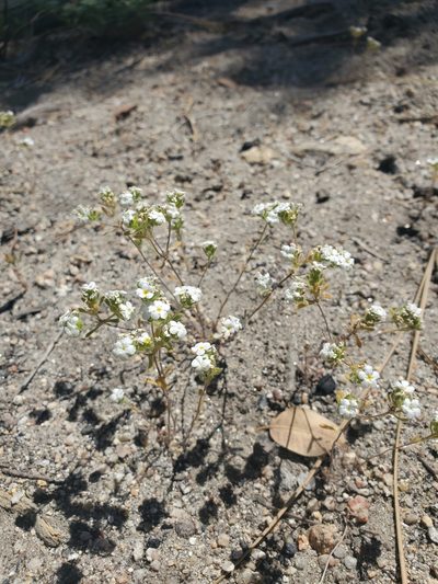 Eremocarya lepida, photographed by Stella