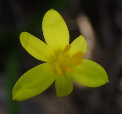 Pauridia trifurcillata, photographed by Nicola van Berkel