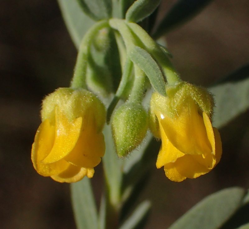 Hermannia velutina, photographed by Nicola van Berkel