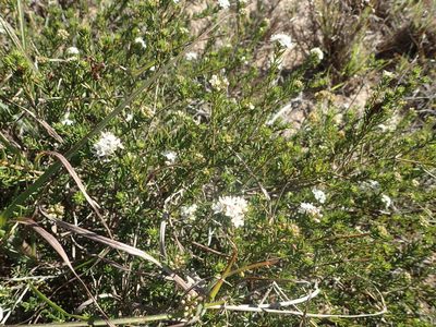 Agathosma acutissima, photographed by Nicola van Berkel