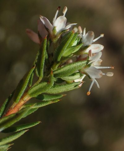 Agathosma acutissima, photographed by Nicola van Berkel
