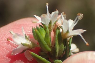 Agathosma acutissima, photographed by Nicola van Berkel