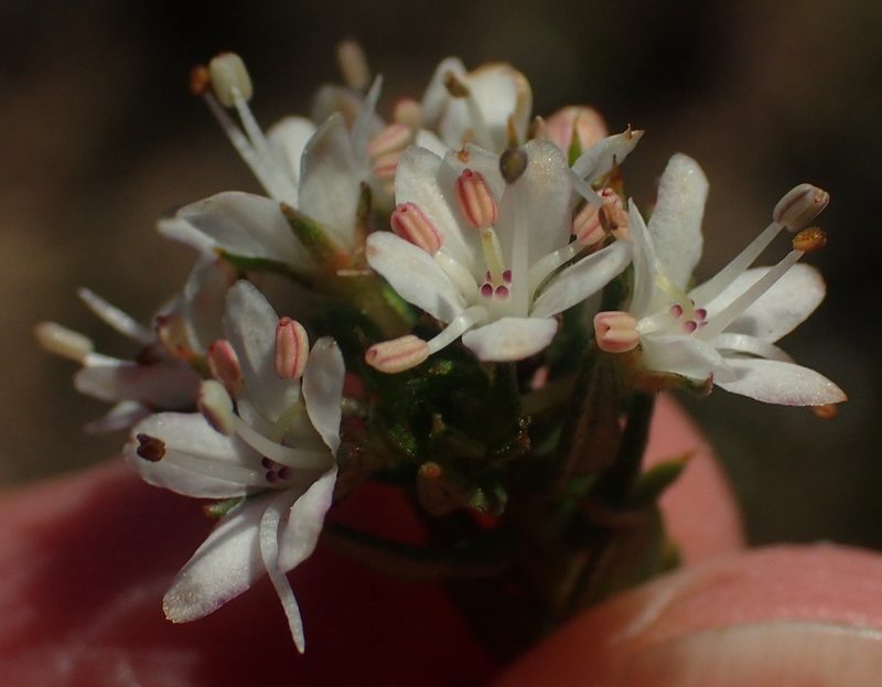 Agathosma acutissima, photographed by Nicola van Berkel