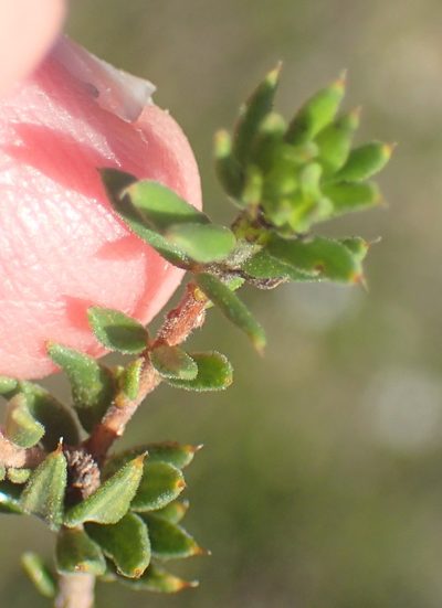 Agathosma acutissima, photographed by Nicola van Berkel
