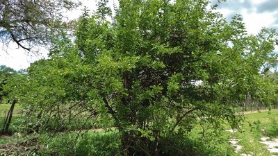 Dalbergia melanoxylon, photographed by i_c_riddell