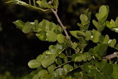 Dalbergia melanoxylon, photographed by i_c_riddell