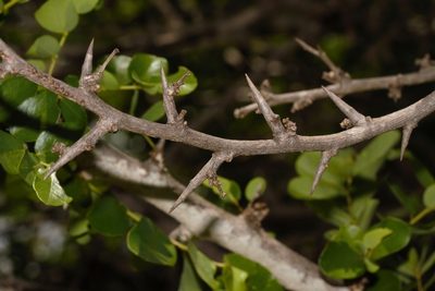 Dalbergia melanoxylon, photographed by i_c_riddell