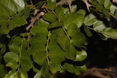Dalbergia melanoxylon, photographed by i_c_riddell