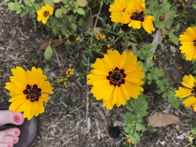 Coreopsis basalis, photographed by Julie Travaglini