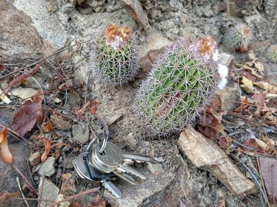 Parodia ocampoi, photographed by Naturalist Tours