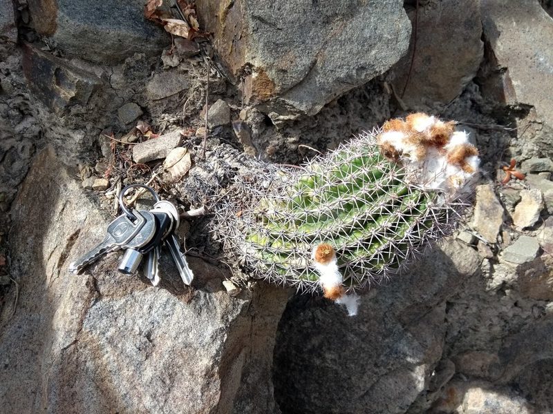 Parodia ocampoi, photographed by Naturalist Tours