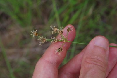 Bulbostylis ciliatifolia, photographed by Eric Knight