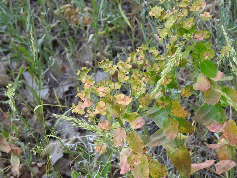 Euphorbia iberica, photographed by Konstantin Grebennikov