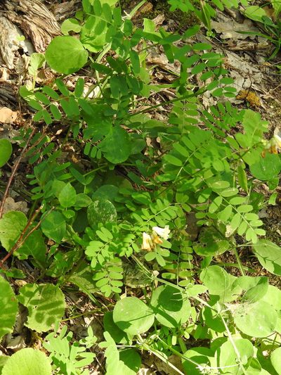 Vicia abbreviata, photographed by Konstantin Grebennikov