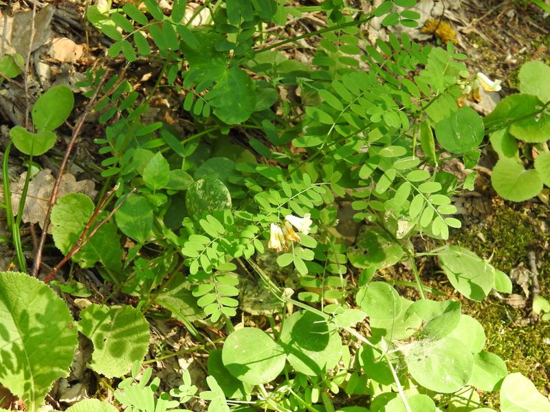 Vicia abbreviata, photographed by Konstantin Grebennikov