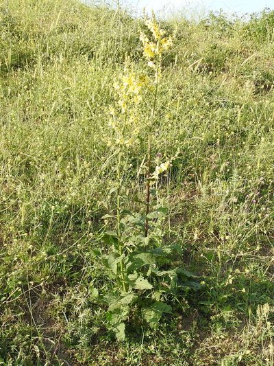 Verbascum pyramidatum, photographed by Konstantin Grebennikov