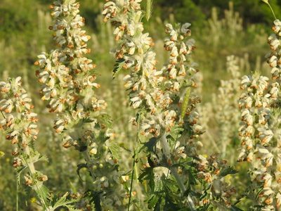 Phlomoides laciniata, photographed by Konstantin Grebennikov