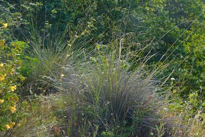 Festuca californica, photographed by Michael Warner