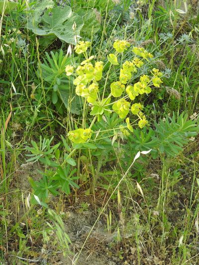 Euphorbia iberica, photographed by Konstantin Grebennikov