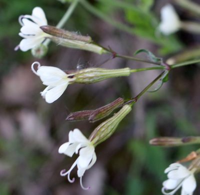 Silene italica, photographed by Юрий Данилевский (Yuriy Danilevsky)
