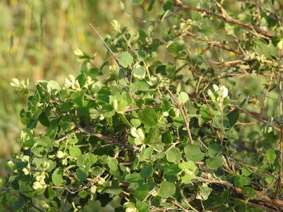 Lonicera iberica, photographed by Konstantin Grebennikov