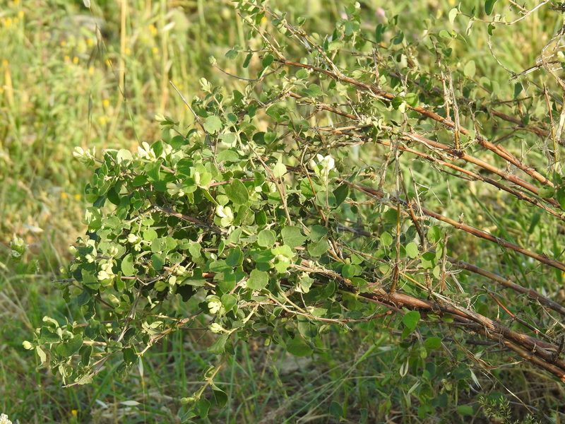 Lonicera iberica, photographed by Konstantin Grebennikov