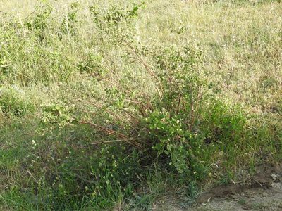 Lonicera iberica, photographed by Konstantin Grebennikov