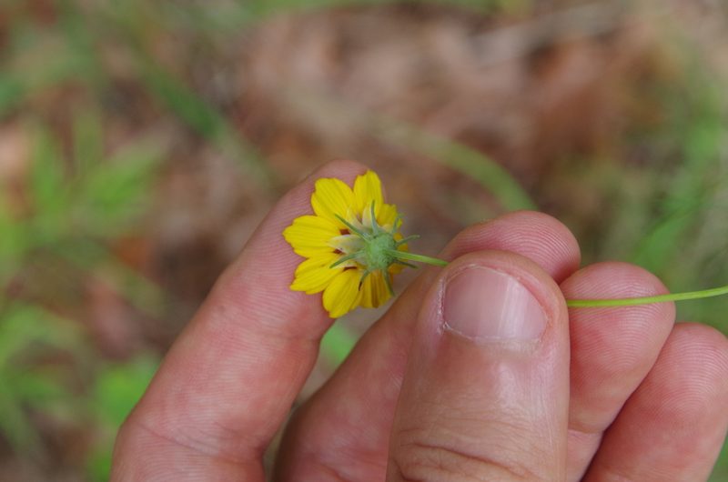 Thelesperma flavodiscum, photographed by Eric Knight