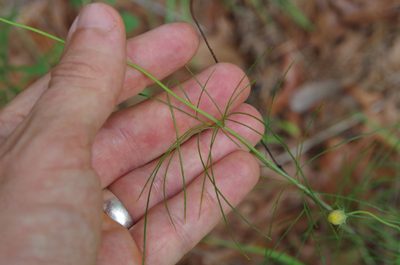 Thelesperma flavodiscum, photographed by Eric Knight