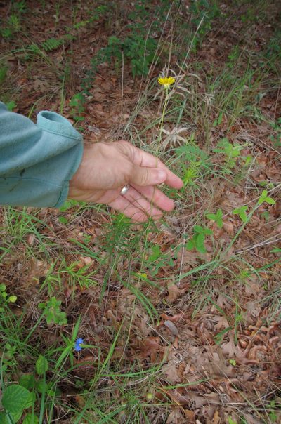Thelesperma flavodiscum, photographed by Eric Knight