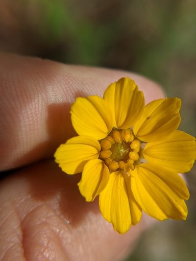 Thelesperma flavodiscum, photographed by Eric Knight