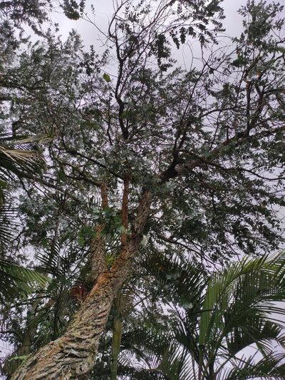 Eucalyptus cinerea, photographed by Eduardo A. Bolaños Vargas