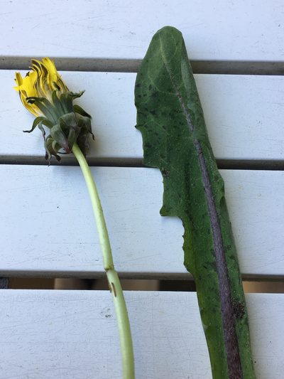 Taraxacum euryphyllum, photographed by Skjold Søndergaard