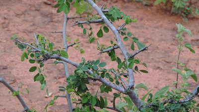 Dalbergia melanoxylon, photographed by i_c_riddell