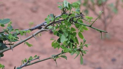 Dalbergia melanoxylon, photographed by i_c_riddell