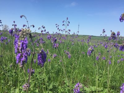 Salvia nutans, photographed by Елена Патерикина