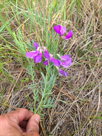 Lathyrus decaphyllus, photographed by Colin Croft