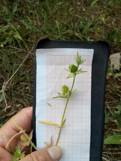 Helianthemum ledifolium, photographed by Karim Haddad